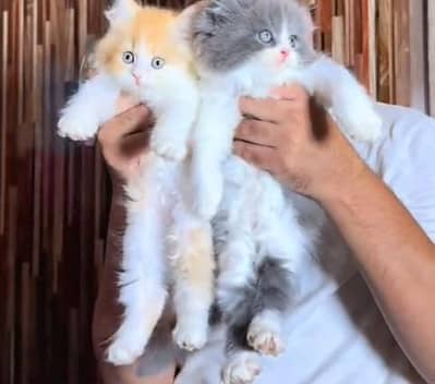 Quality Persian Punch Face Cats & Kittens 03094016734 WhatsApp