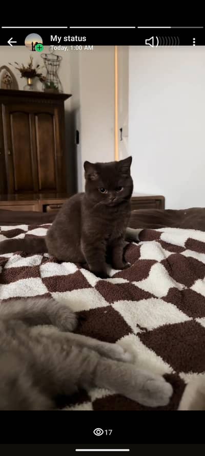 British short hair. imported cat