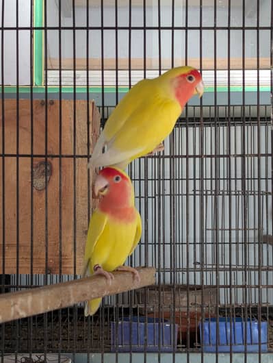 Lutino Love Birds Breeder Pair