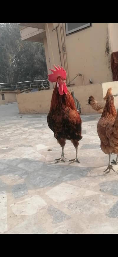 desi murga murgha murgian for sale