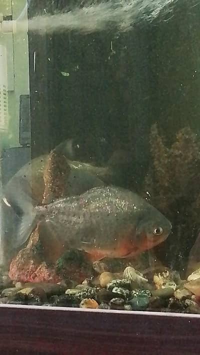 Red belly Pacu fish Urgent sale