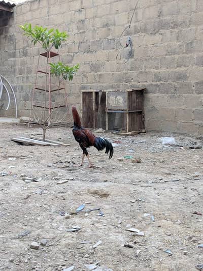 Lakha patha long haith men.