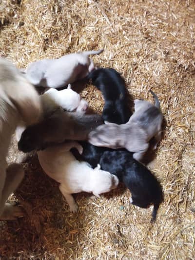 Labrador American  puppies for sale