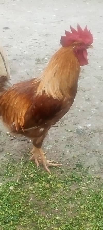 Ghar ki pali hue murgi aur murge