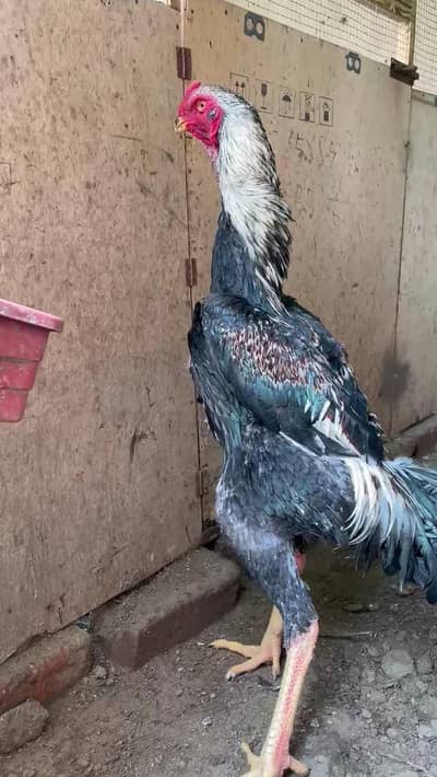 OShamo Male | Breader Male | Aseel