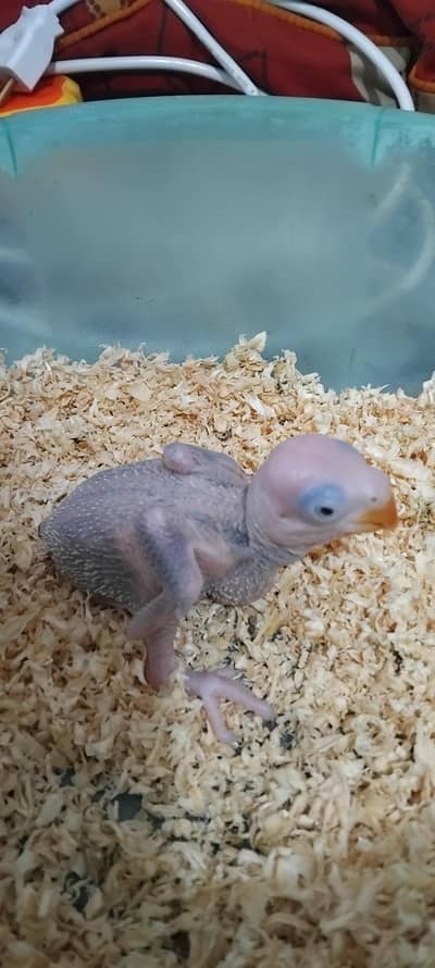 kashmiri raw parrot chick 0324,0045535