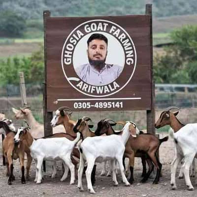 Ghosia Goat farming Arifwala 