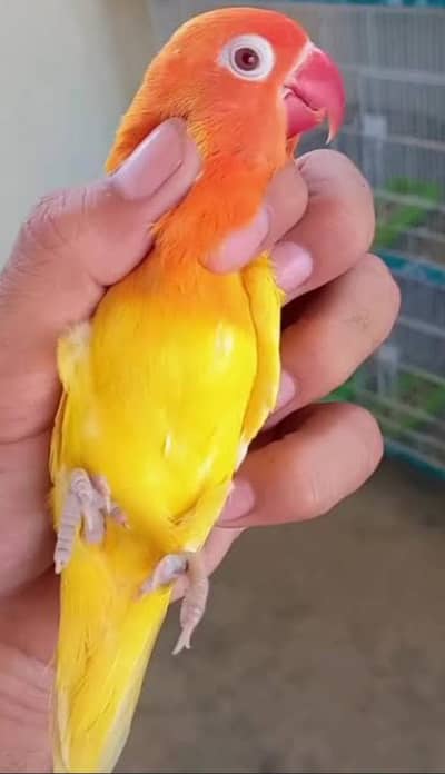 lutino red eye split blue possible Opaline