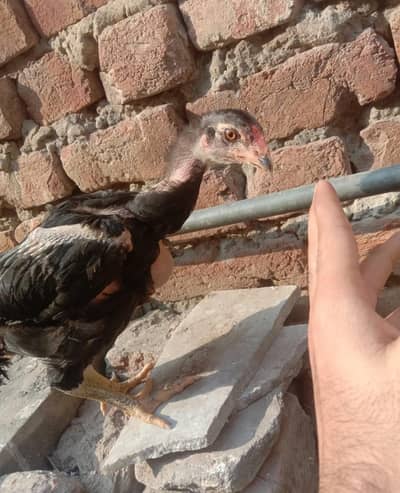 thai male 1 or 3 female