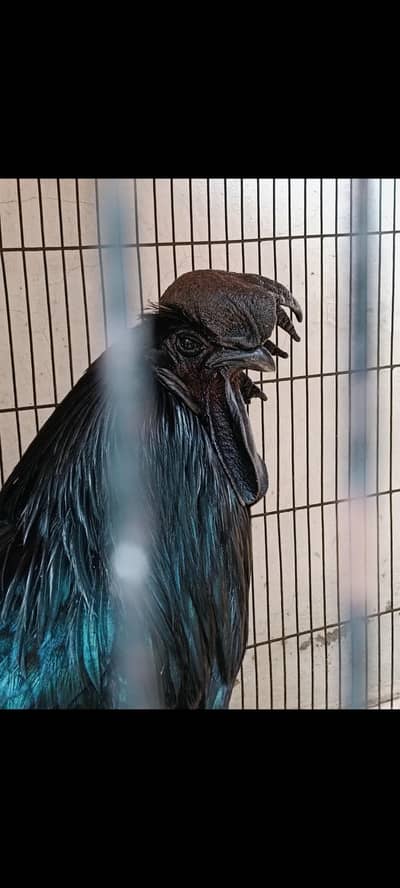 Ayam cemani price k Liye message krain