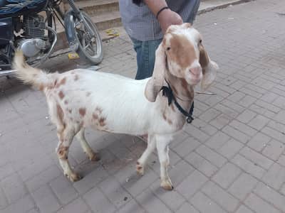 MAKES BREED/ FOR SALE /  PETAL / TAPRA / AJRAK / TEDDA