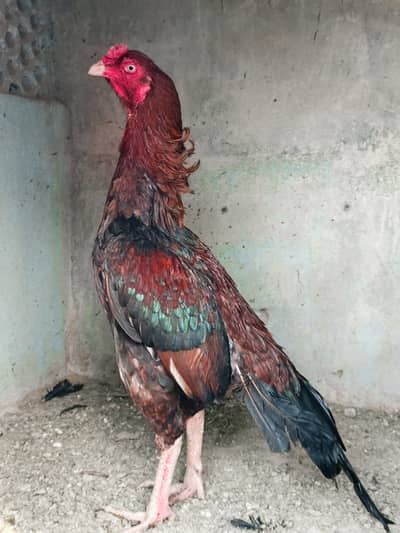 Aseel amroha murga || Top quality heera murga || Miawali aseel