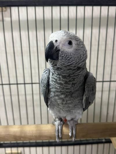 African grey