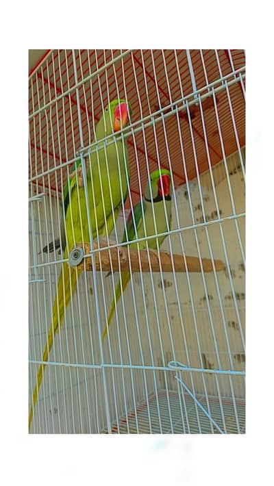 raw breeder pair or talking pair 03115873251