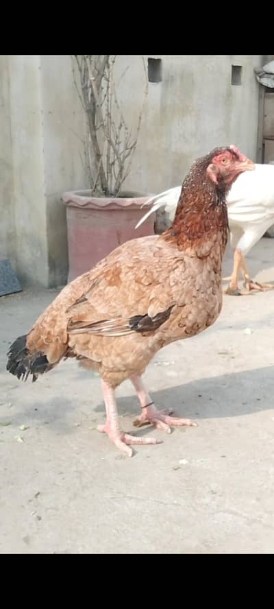 High Quality Assel in Old blood line