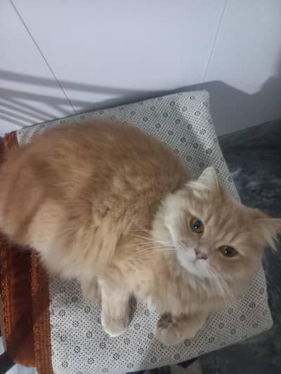 persian male for sale