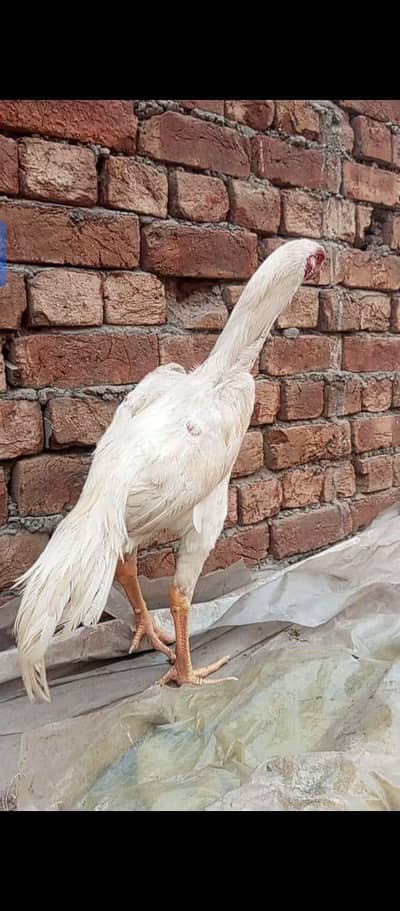 pure white O shamo male /03258291855