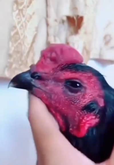 breed aseel heera my WhatsApp number 03208016949