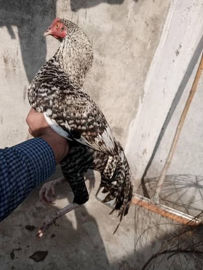 Aseel low quality k patha hai