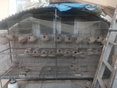 Bird Cage Pinjra