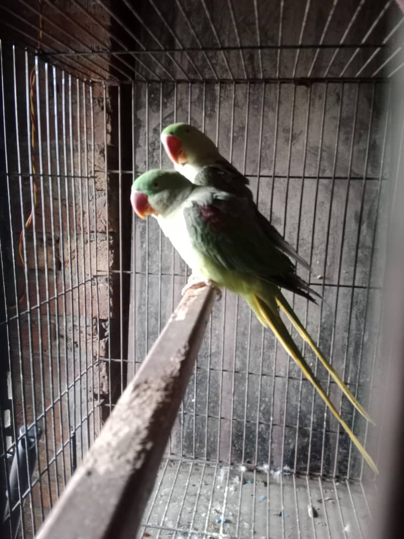 Parrot | R. aw parrot | Talking Parrot | Bird for sale 2
