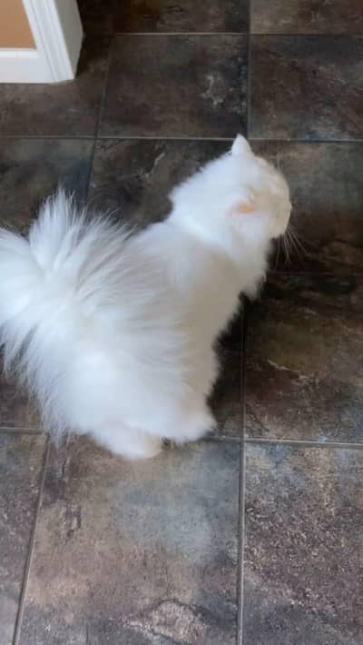 Female Persian cat triple coated for sale