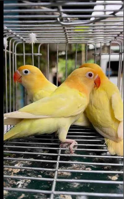 love bird breeder pair hand tame jambo size  and chicks