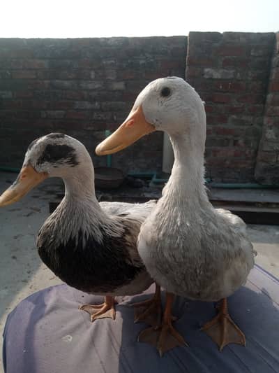 duck for sale