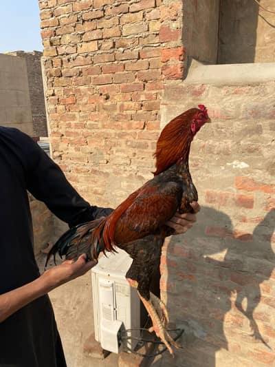 2 Aseel patha available