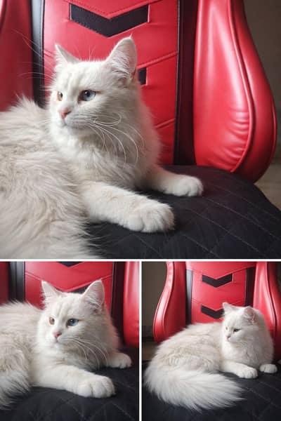1-Year-Old Pure Persian Female Cat – Ready for Breeding