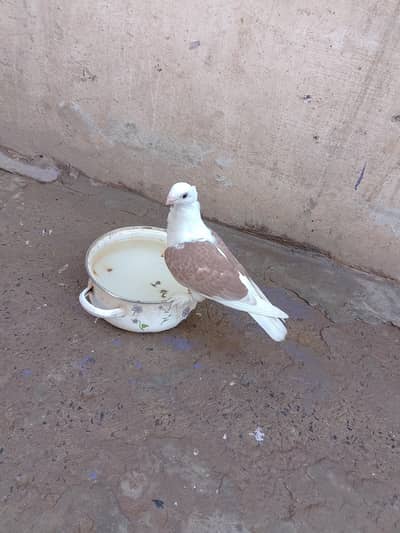 سینٹی نیٹ شیرازی