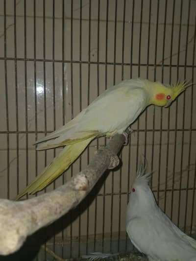 cocktails for sale urgent