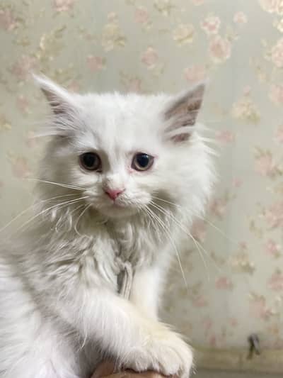 Pure White Persian Kittens (Odd Eyes) – Loving Home Needed