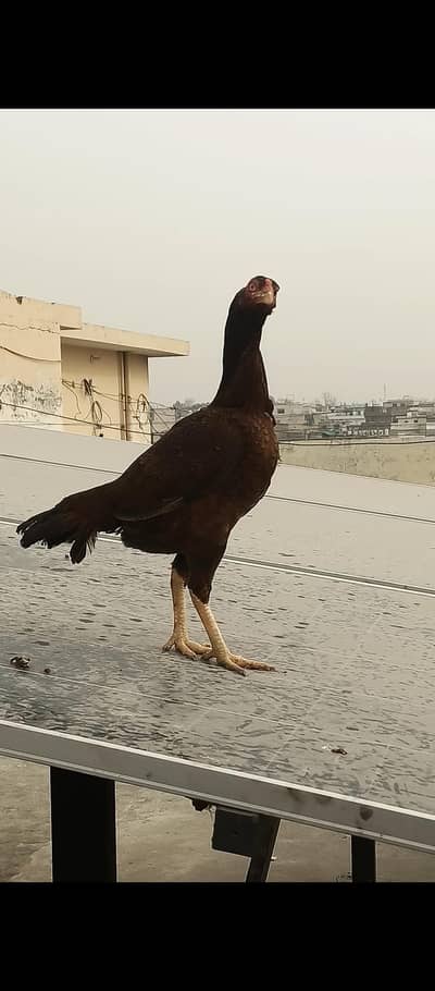 Aseel mianwali hen for sale