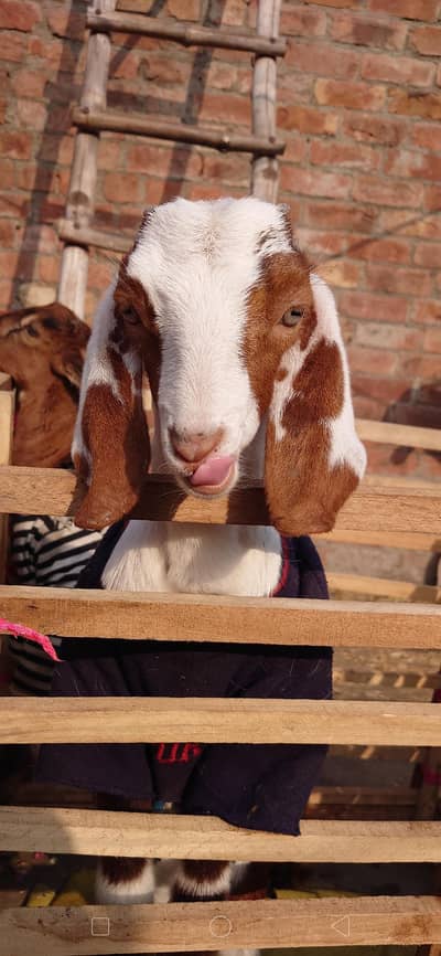 Cute Baby Goat / Barkri Ka Bacha + Healthy and Active hai
