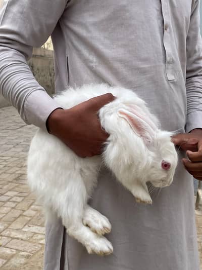 angura rabbits for sale
