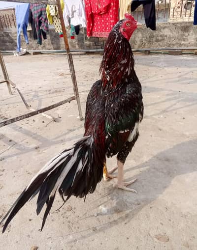 Aseel murga for sale price full final 72oo