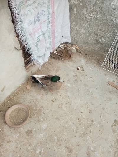 1 male 2 female ducks