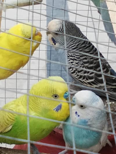 ghr Kay paa lay howay  9 budgis totay