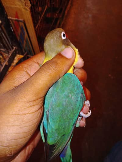 Breader pair love birds