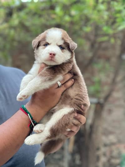 husky male female available