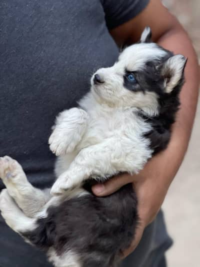 husky male female available