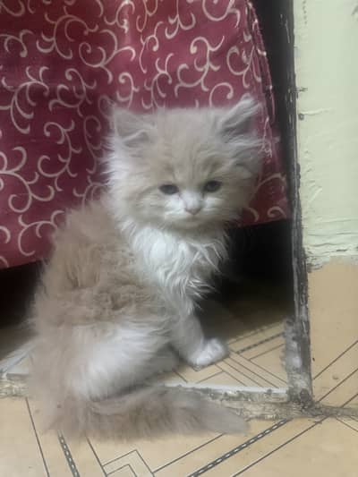 persian car ounch face