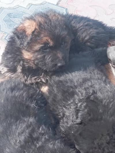 German shepherd puppy