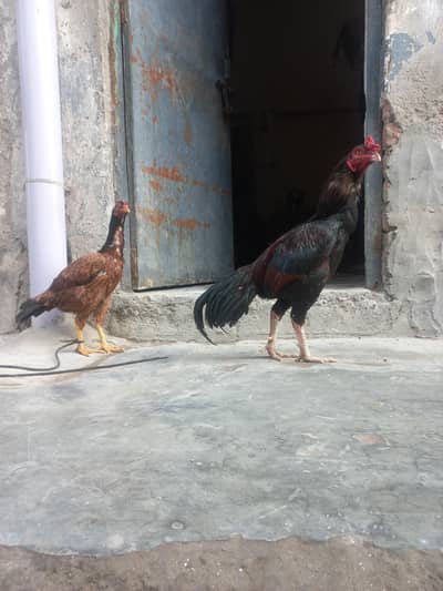 aseel pair for sale 03314015538