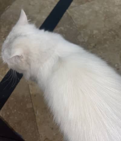 Urgent sale persian cat