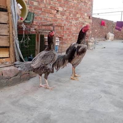 Thai aseel/ burmi aseel/ Pakistani aseel/ . . . .