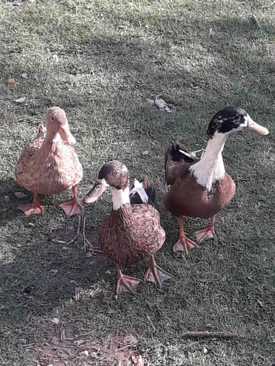 3 ducks ghr ki palihui