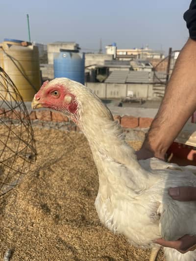 indian parrot beak / aseel shamo /german shamo / hen 03124332254