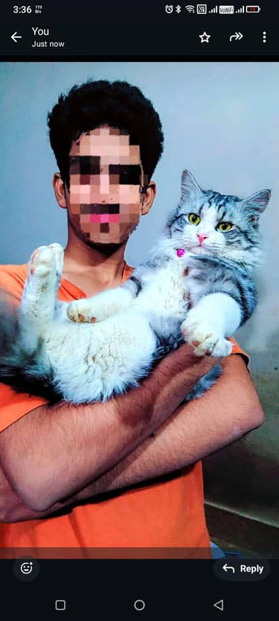 LEO | Siberian Male Cat | Home delivery available